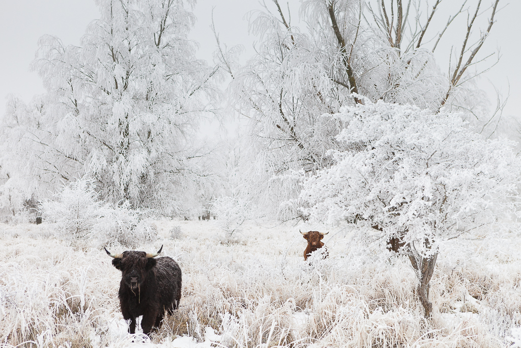 Highlanders in a white winter world - National Park Lauwersmeer - Netherlands