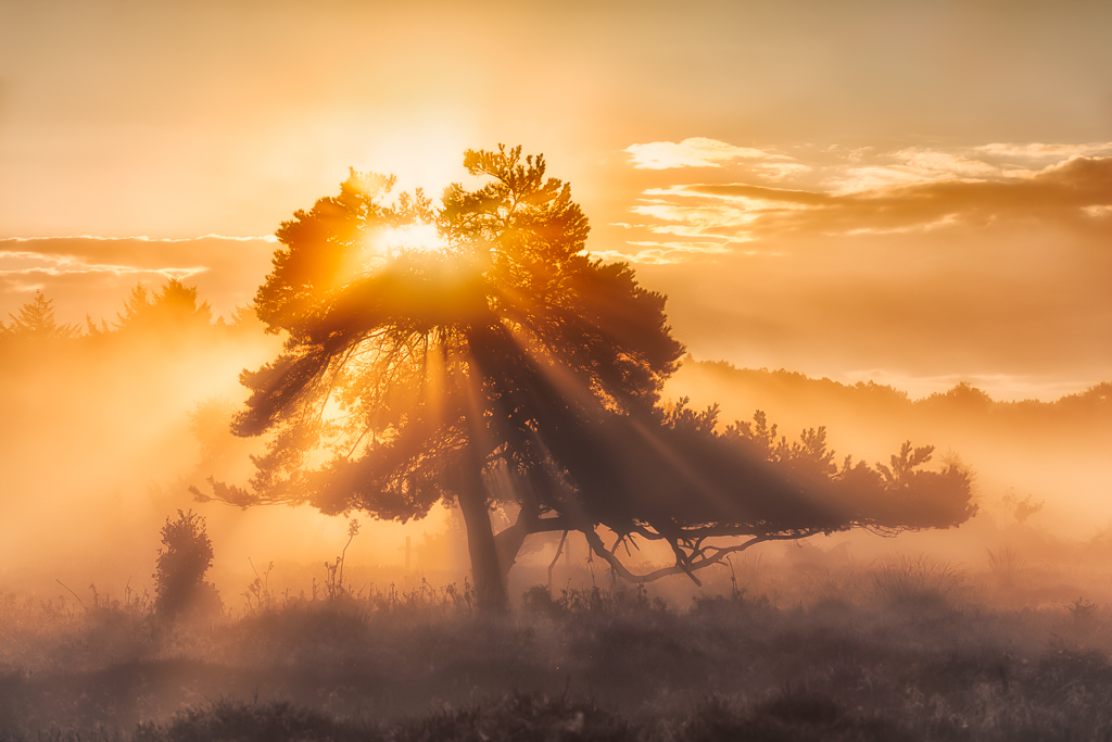 The Tree of Light, Oudemolen, The Netherlands