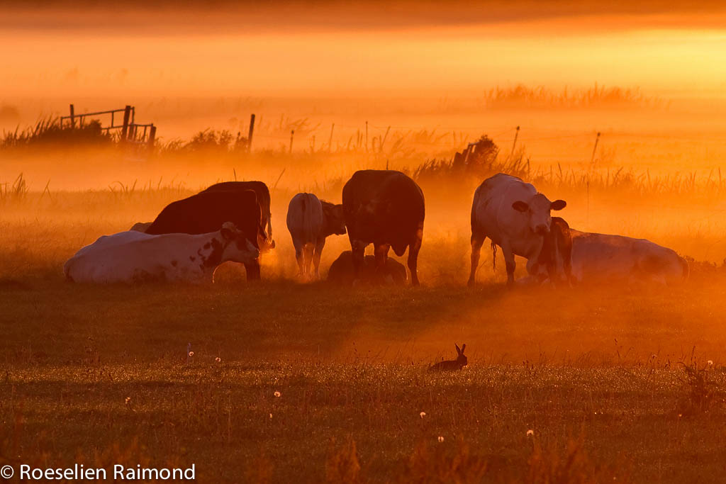 A small herd of grazing cows (bos taurus) on a foggy morning in a typical Dutch landscape