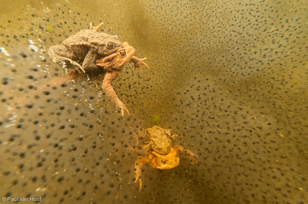 Common Toad (Bufo bufo) two spawning couples under water between spawn of Common Frog (Rana temporaria)