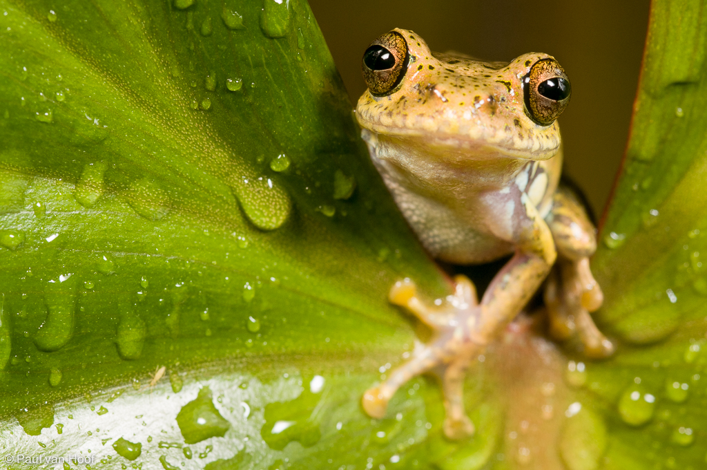 Boophis idae tree frog sitting on a leaf covered in rain drops