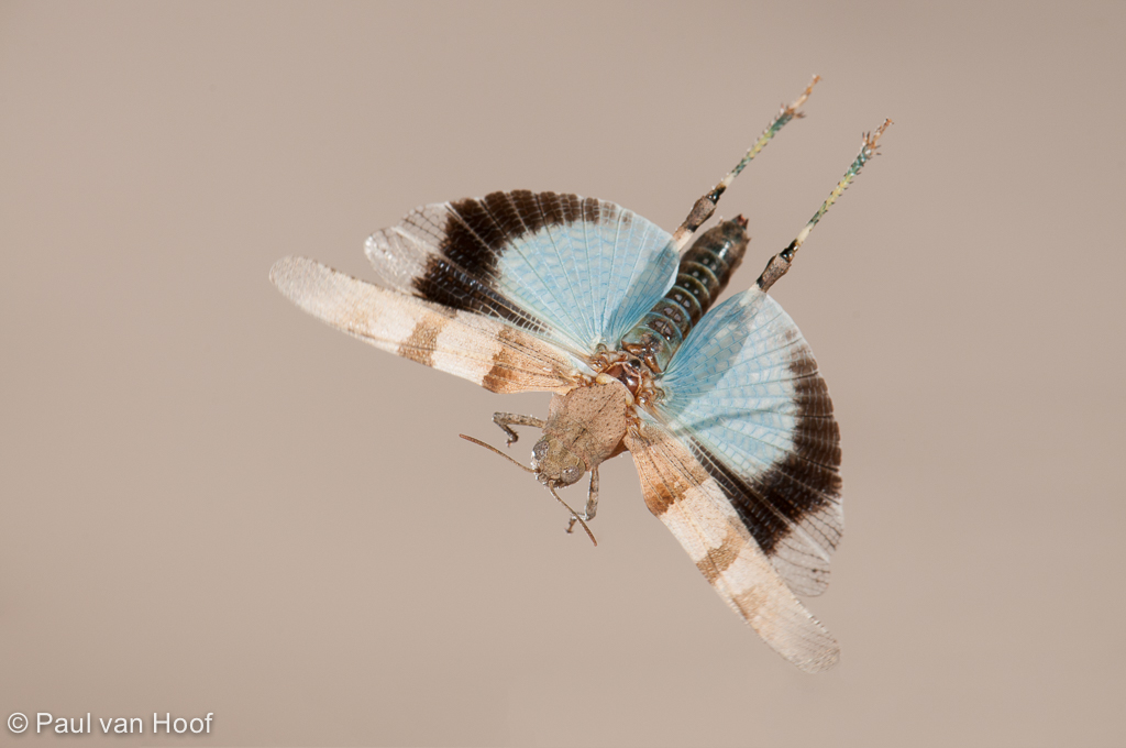 Blauwvleugelsprinkhaan; Blue-winged grasshopper, Oedipoda caerul