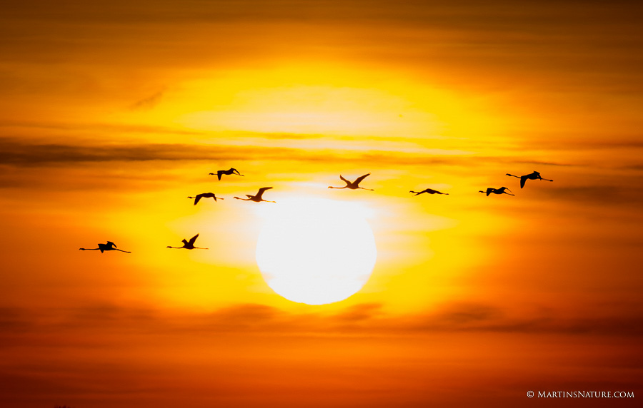 vogels in tegenlicht ©Martin Steenhaut