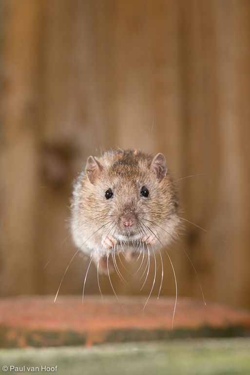 Bruine rat; Brown rat; Rattus norvegicus