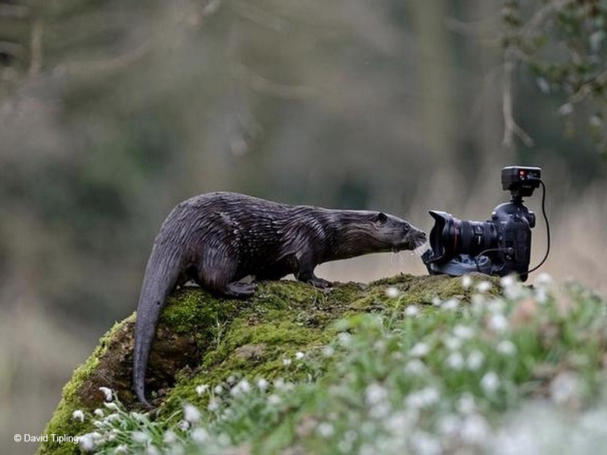  Camera + Otter