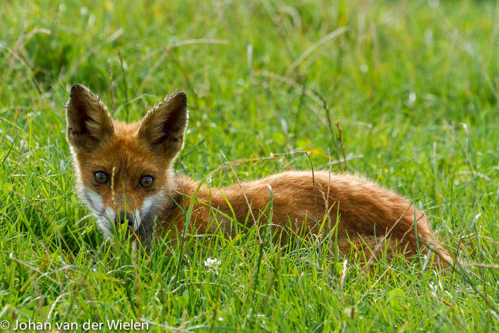 Jonge vos ligt heerlijk in het zonnetje, Oostvaardesplasssen; Young fox lies in the sun, Oostvaardesplasssen