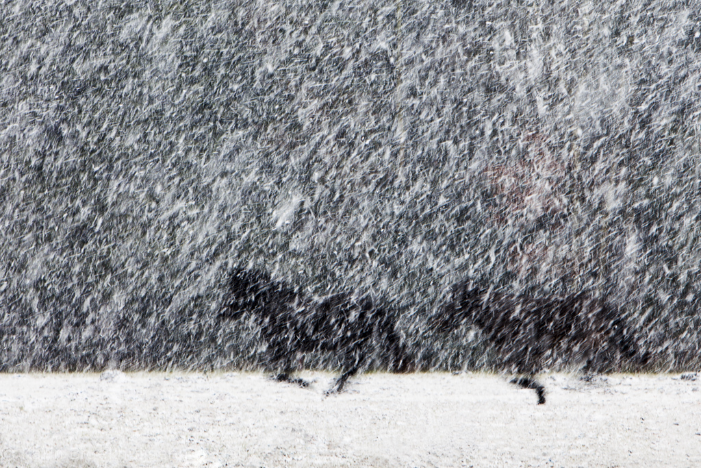 Hollende paarden in een sneeuwbui - Eerste prijs Natuurfotopassie (onderwerp winter)