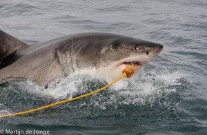 Grote Witte Haai hapt tonijn van voerlijn. Daarbij draaien ze vaak de ogen in de kop weg als beschermingsmaatregel tijdens de aanval. Dit maakt van dichtbij de, onterechte, indruk alsof ze blind zijn. 