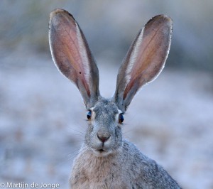 De Black-tailed Jackrabbit gebruikt zijn enorme oren voor zijn warmte regulatie.