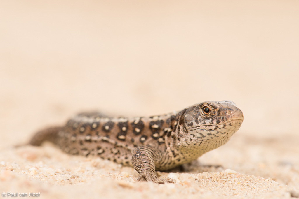 Sand Lizard (Lacerta agilis) female on sand