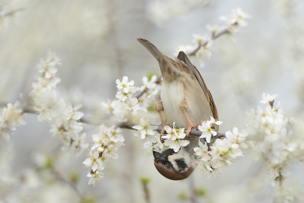 Ringmus; Passer montanus; Tree Sparrow;