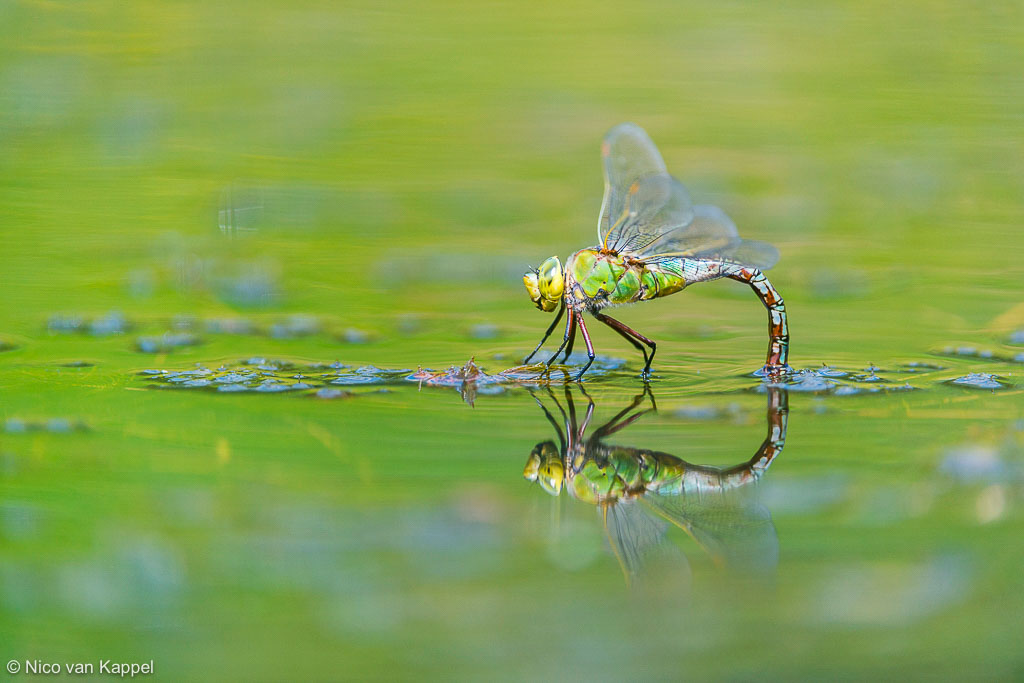 Grote keizerlibel; emperor dragonfly; Anax imperator