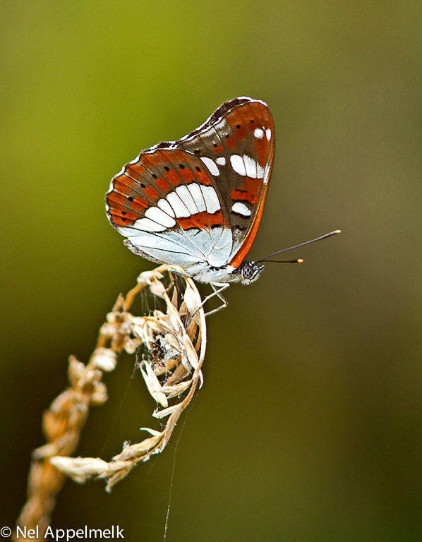 Hoewel de vlinder zijn naam dankt aan de glanzende bovenvleugels is de onderkant van de vleugels van de blauwe ijsvogelvlinder zeker zo fotogeniek.