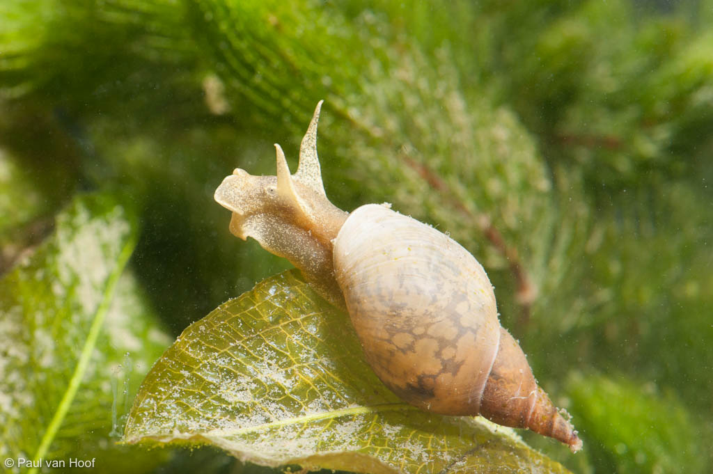 Poelslak; Great pond snail, Lymnaea stagnalis