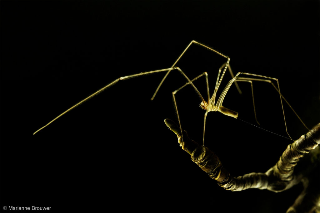 Vibrating Spider Pholcidae sp Trilspin