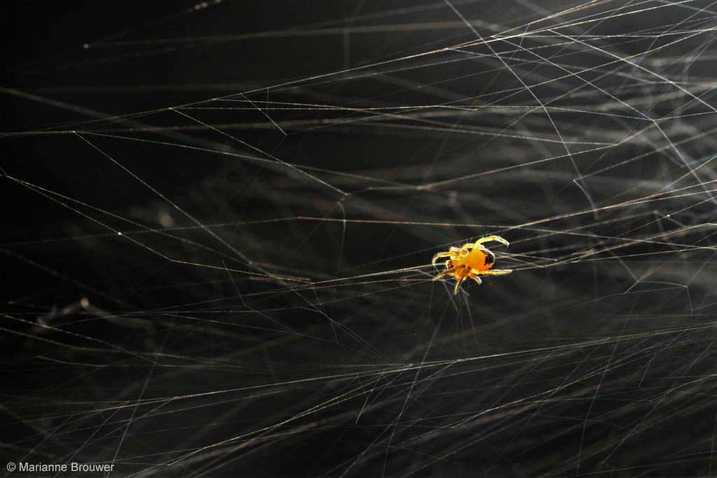 Kruisspin European Garden Spider Araneus diadematus