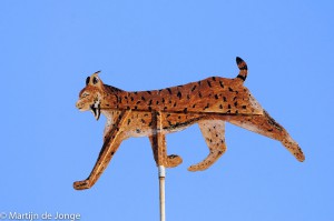 Iberische Lynx als windwijzer.