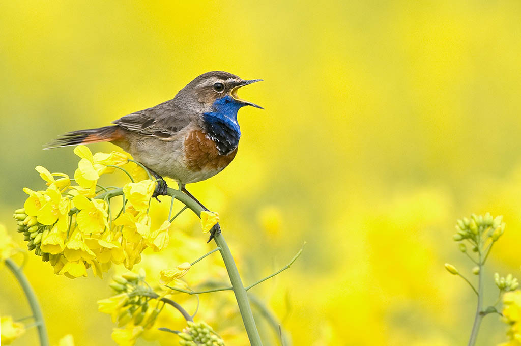 Bluethroat (Luscinia svecica) singing on a flowering Rape Seed (