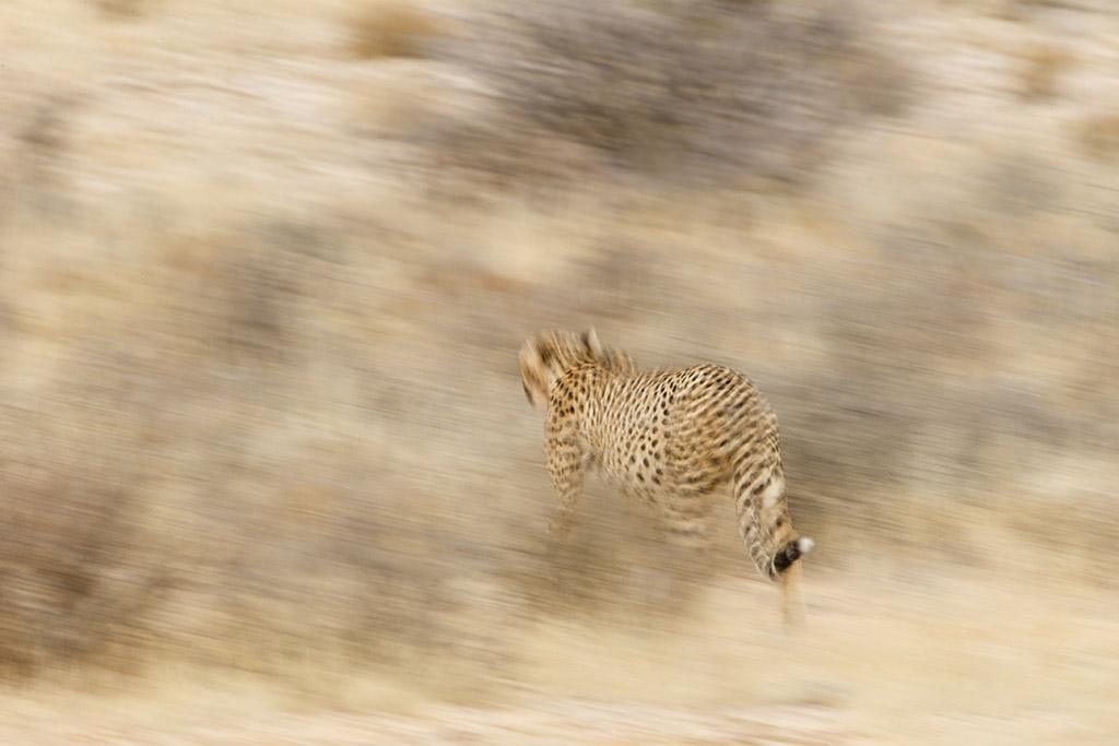 Na een razendsnelle jacht en de daaropvolgende maaltijd, ging de cheetah langzaam op in zijn de omgeving en liep weg naar de toekomst. 