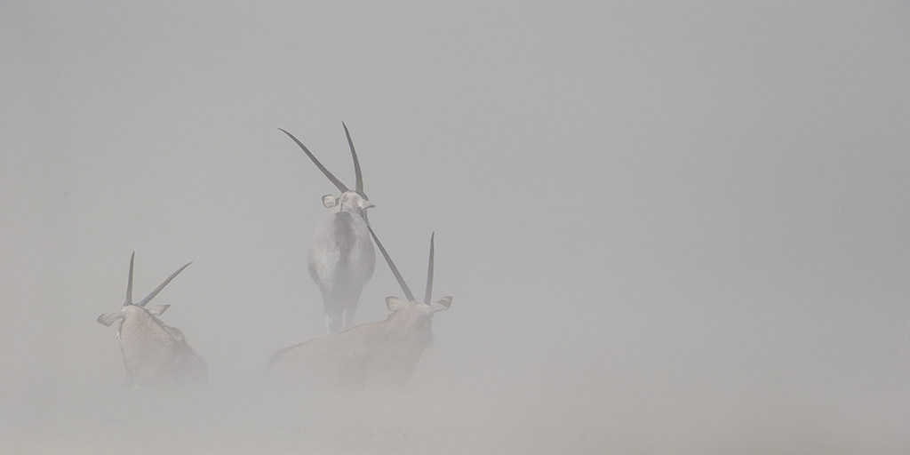 Een groep gemsbokkken bereidt zich voor op een zware woestijnstorm in de Kalahari door zich af te keren van de wind, waarbij ze langzaam één worden met de grijze luchten.
