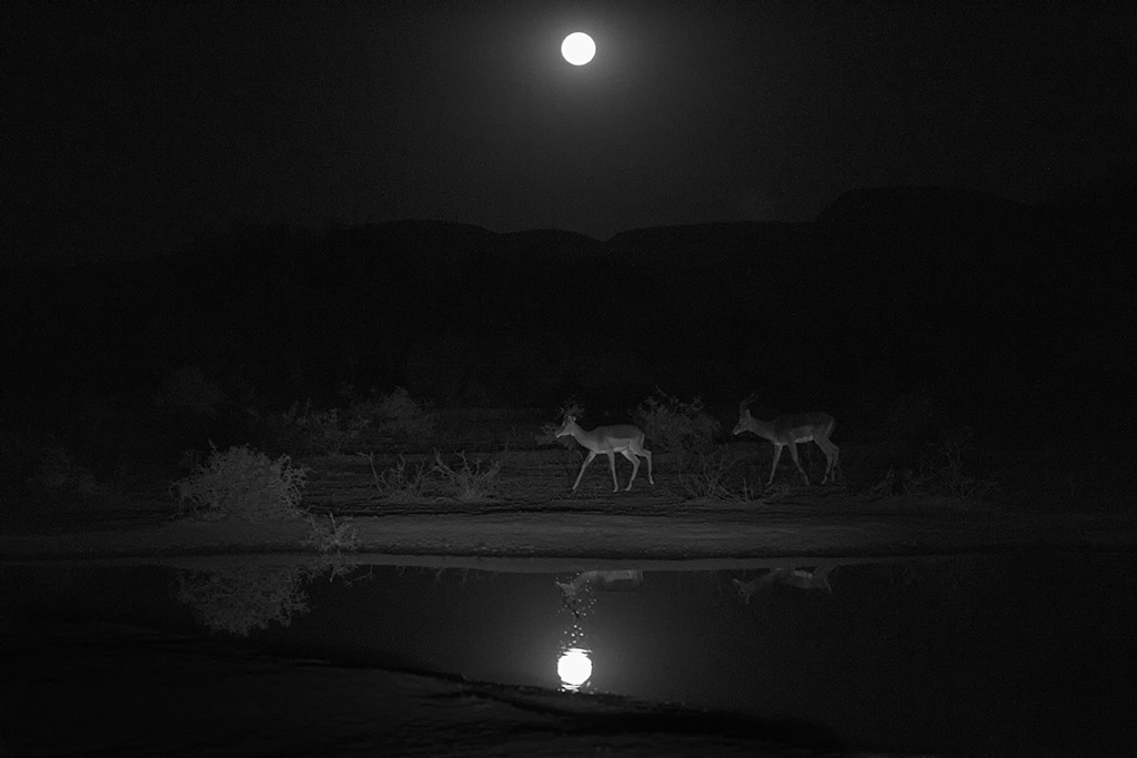 Impalas bij volle maan