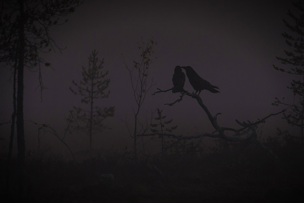 Mistige verbondenheid van twee raven in een Fins moerasgebied bij zonsopkomst.