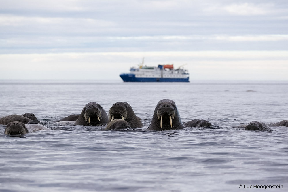 Groepje nieuwsgierige walrussen, op de achtergrond het expeditieschip.