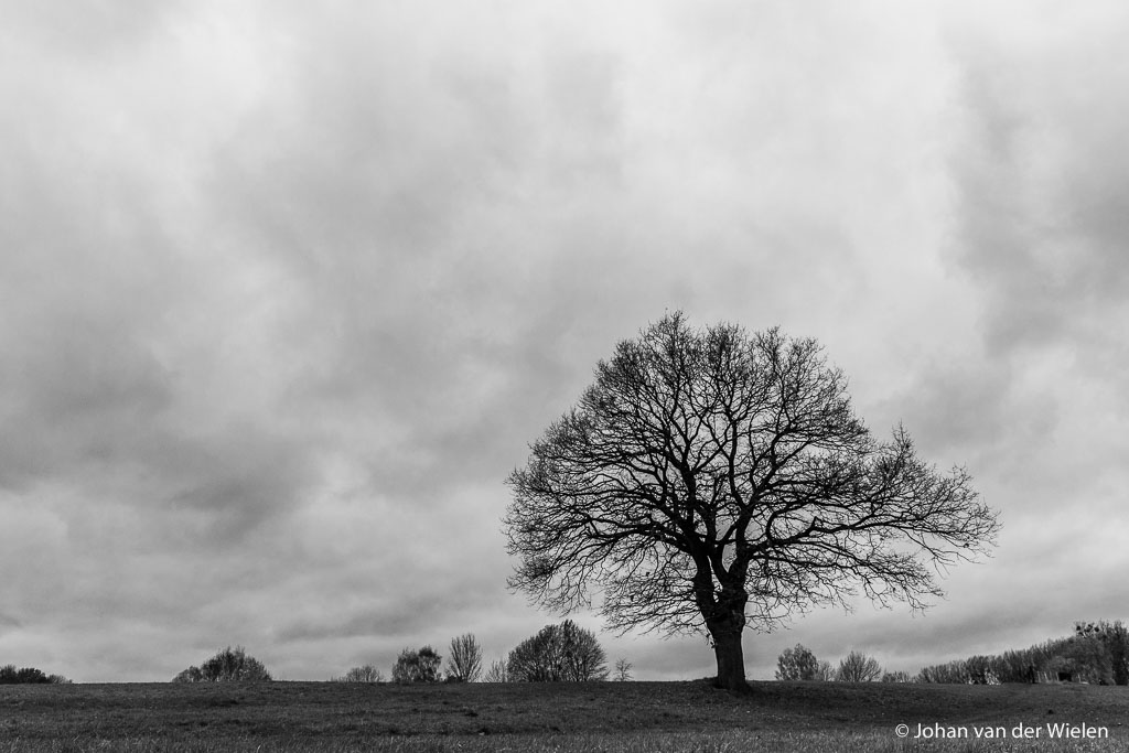 Symbolisch laatste beeld, de eenzame boom zonder blad wacht onder de samenpakkende wolken op wat komen gaat. Zo voel ik mij ook. Ik hoop dat ik net als deze eik weerstand kan bieden en er straks nog steeds sta als het weer lente wordt! zondagmiddag 13:31