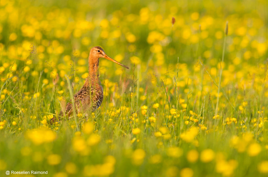 Black-tailed Godwit (Limosa limosa) walking through a field of unidentified buttercups (Ranunculus sp.) at a beautiful spring evening around sunset.