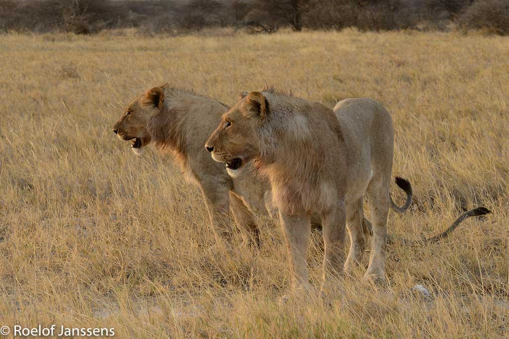 Leeuwen in de omgeving van Namutoni.