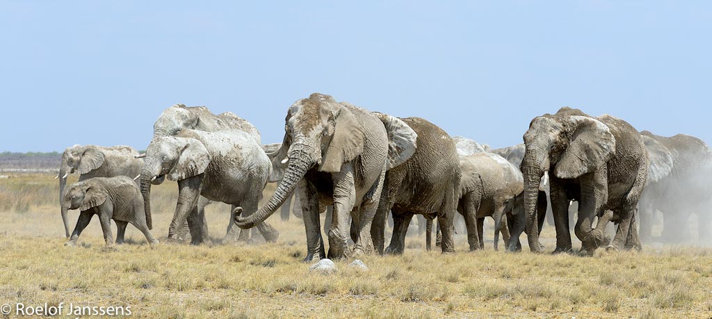 Afrikaans olifanten in de omgeving van Namutoni.