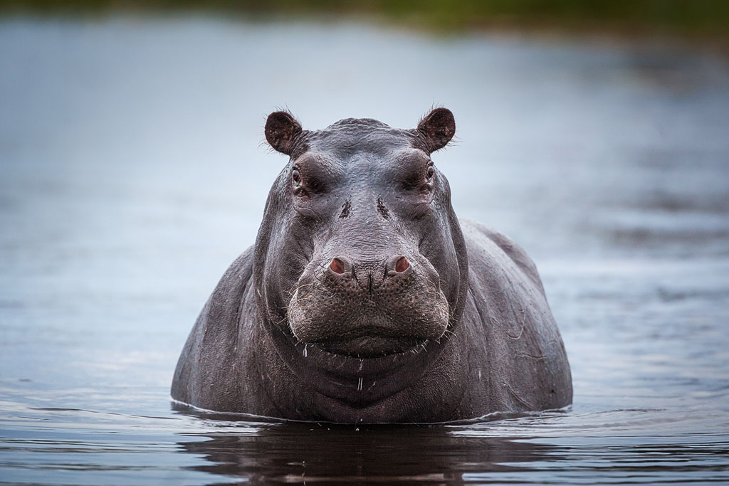 Nijlpaard Botswana 