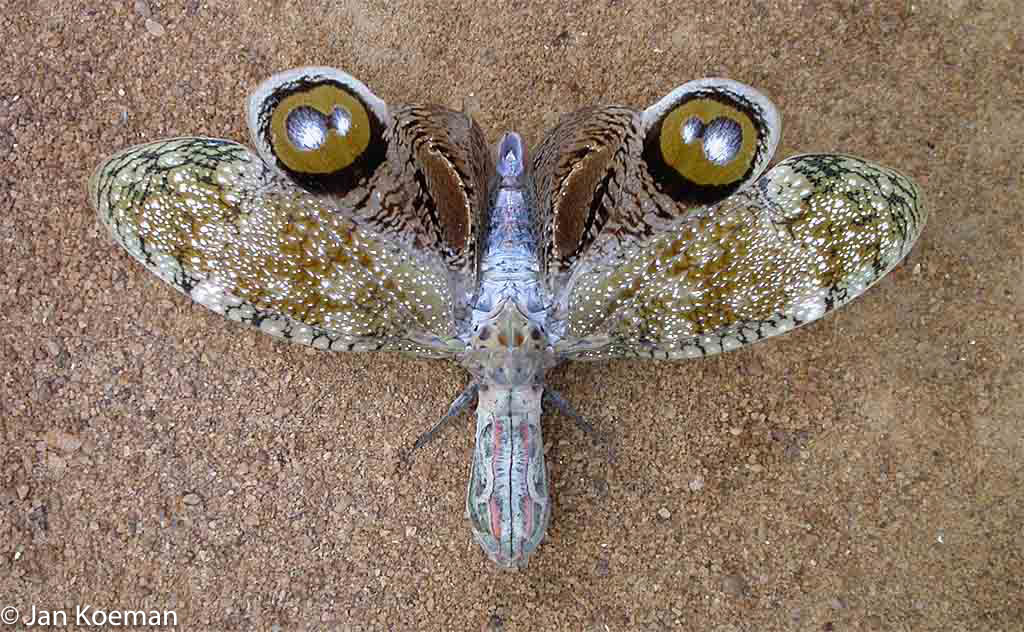 De lantaarndrager ziet er uit als een vlinder, maar het is een cicade!  Waar zit zijn kop?  Over dit insect doet een ´indianenverhaal´ de ronde. Wanneer iemand gebeten is, moet hij/zij binnen 24 uur seks hebben anders zal hij/zij sterven. Maar maak je geen zorgen, de lantaarndrager kan helemaal niet bijten of prikken!