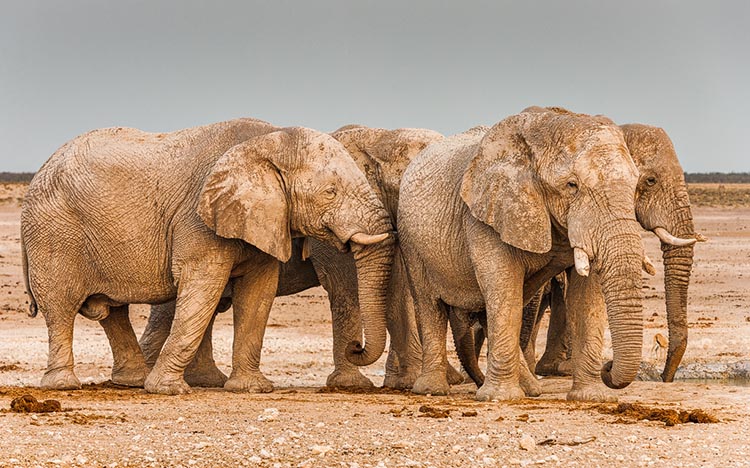 Groepje Afrikaanse olifant stieren bij waterbron