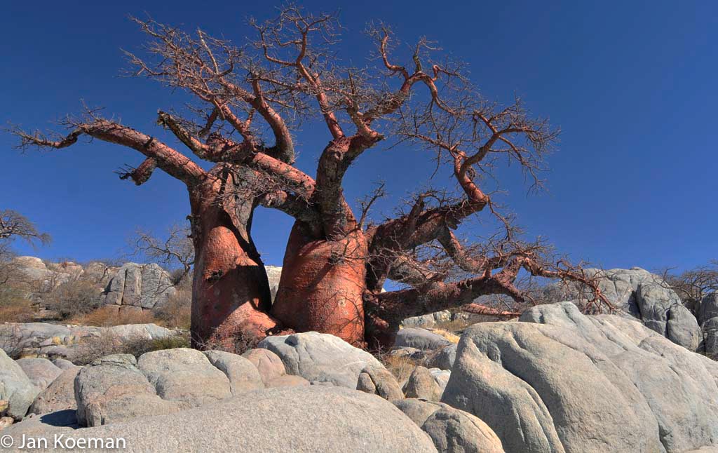 Afrikaanse Baobab