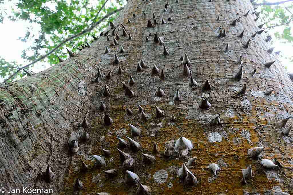 Jonge Kapokboom met schors stekels