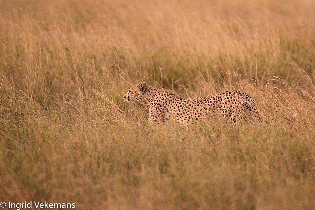 Serengeti Hunter - Cheetah op jacht