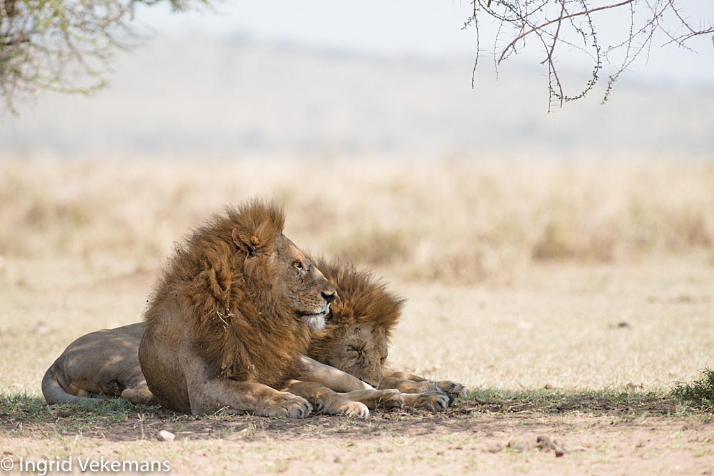 Masters of the Serengeti - Rustende leeuwen
