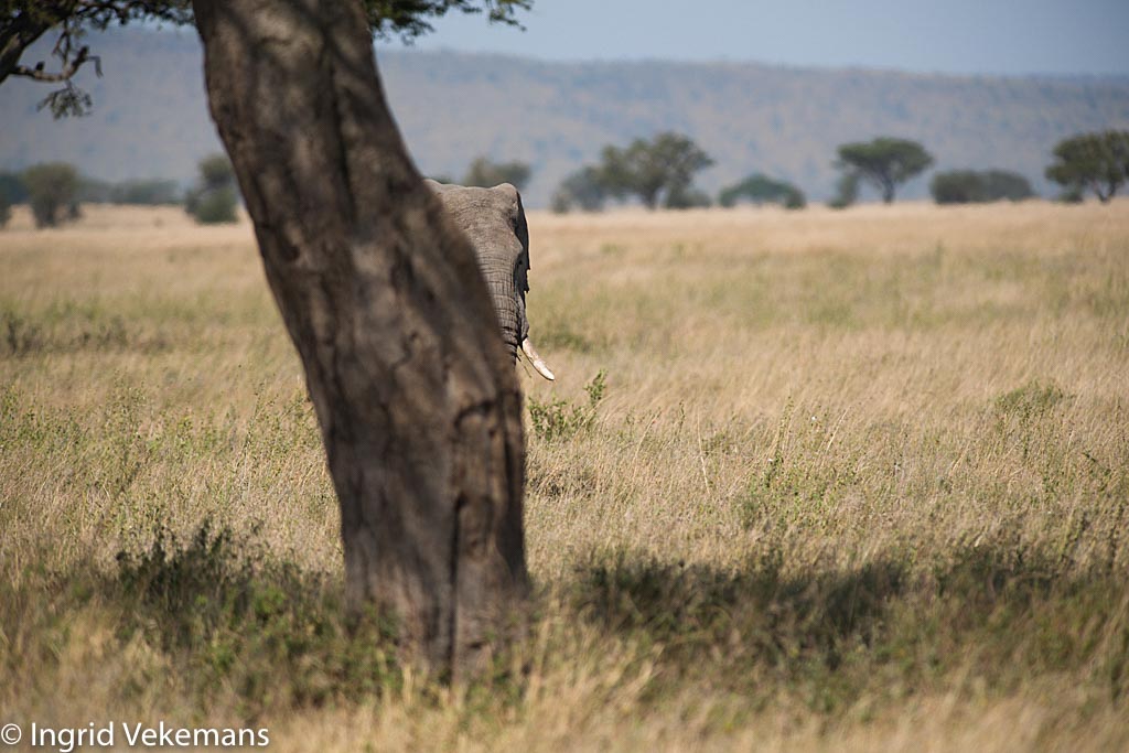 Giant of the Serengeti - Olifant op de savanne