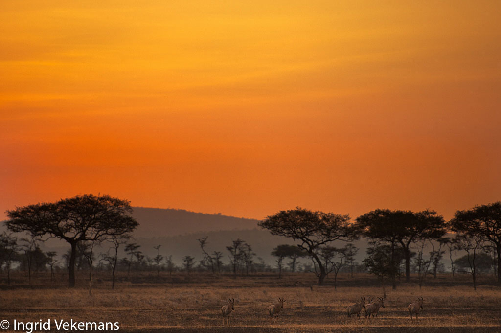 Topi Sunrise - Zonsopgang in de Serengeti