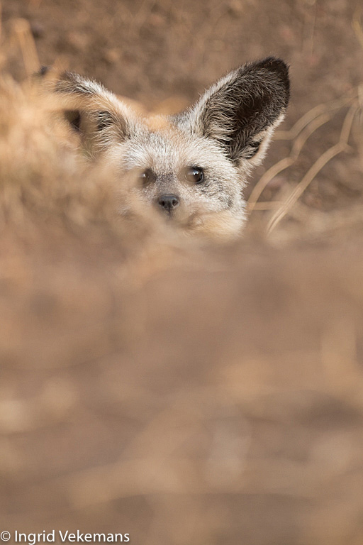 Who? Me? - grootoorvos in hol in Serengeti
