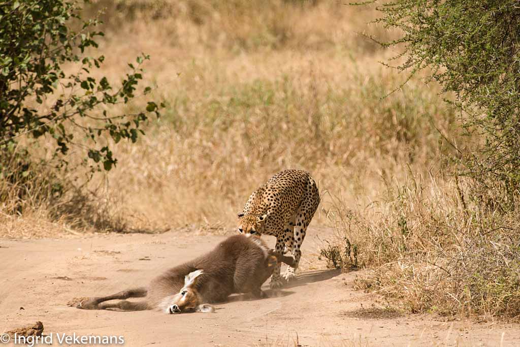 Leaving Earth - cheetah met verse prooi van waterbok in Tarangire