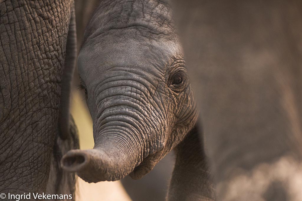 Hullo! - baby-olifant tussen moeders poten in Tarangire