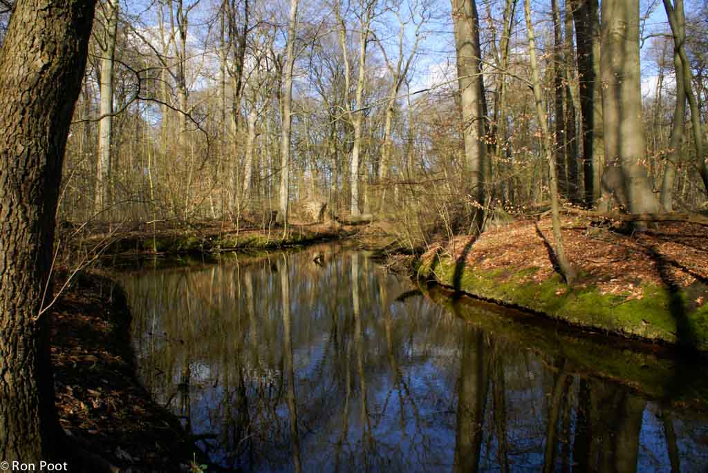 Het rivierbos in Amelisweerd is doorsneden met kreken, aftakkingen van de Kromme Rijn. 