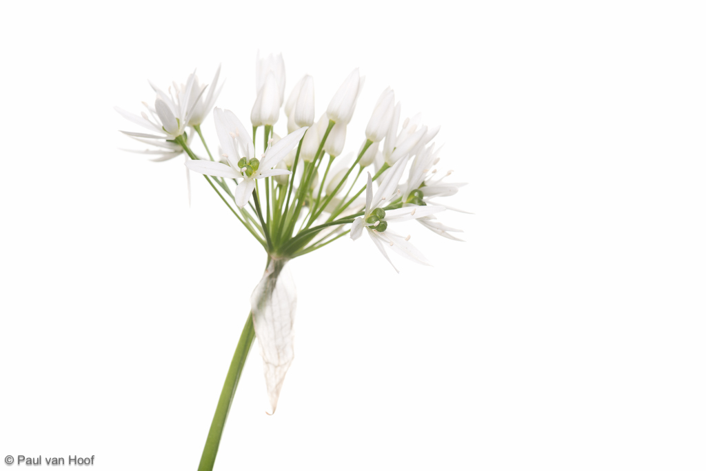 Daslook; Wild garlic; Allium ursinum