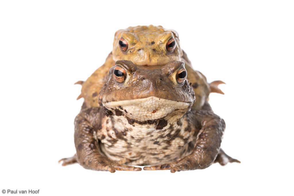 Common toad Bufo bufo