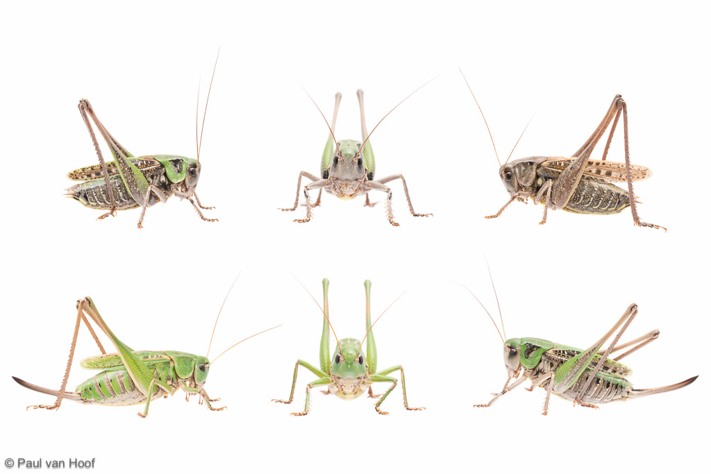 Wart-biter bush-cricket Decticus verrucivorus Meetyourneighbours.net project