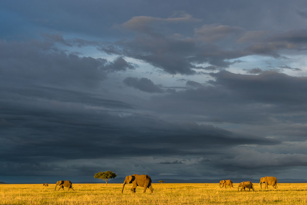 70-200mm. Alweer zo'n fantastische zonsondergang op de savanne. Het laatste licht laat het savannegras mooi geel oplichten terwijl er donkere wolken zich boven het landschap samenpakken.