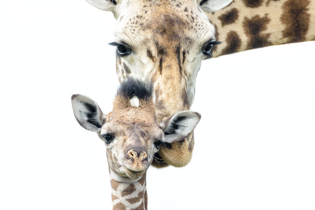 Een aandoenlijk tafereel van moeder giraf met baby.