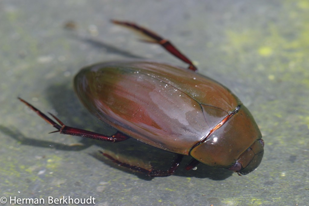 Als je waterkevers als deze van boven het water wilt fotograferen, gebruik dan een polarisatiefilter. 